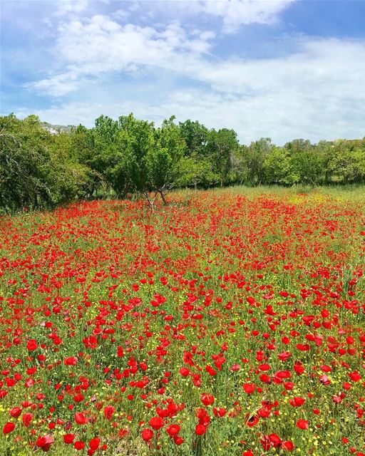 🌹🌹...... wearelebanon  livelovelebanon  proudlylebanese ... (Jebrâyel, Liban-Nord, Lebanon)