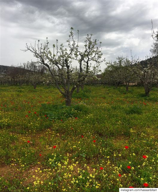 🌼...... wearelebanon  livelovelebanon  proudlylebanese  prolebanon... (Jebrâyel, Liban-Nord, Lebanon)