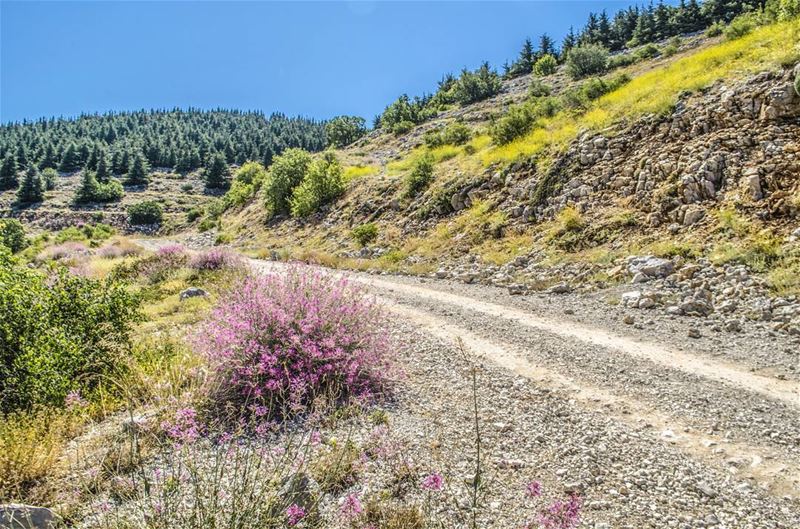  weekend is here 😍😍.............. Lebanon  livlovelebanon... (Arz el Bâroûk)