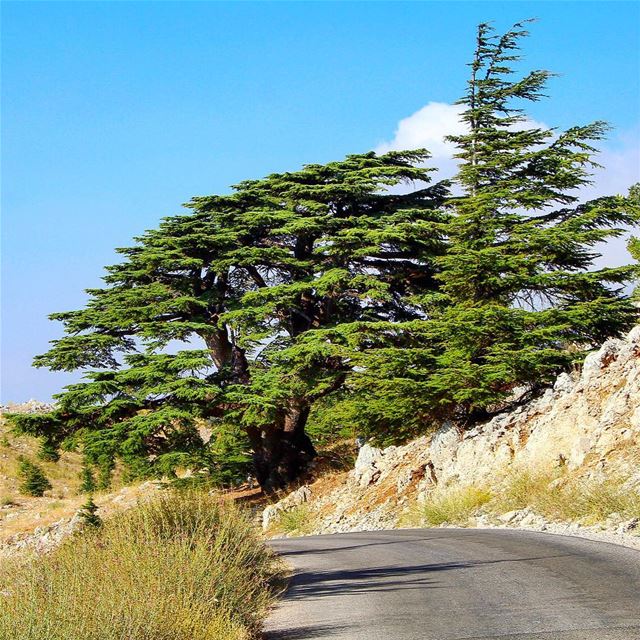 Weekend is here ... Mountain or beach :)  lebanon  lebanon_hdr  ig_lebanon... (Barouk Cedar Forest)