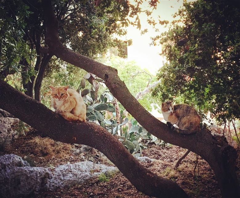 Weekend mood!  lebanon  rasnhash  batroun  home  family  garden  cats ... (Ra'S Nhash, Liban-Nord, Lebanon)