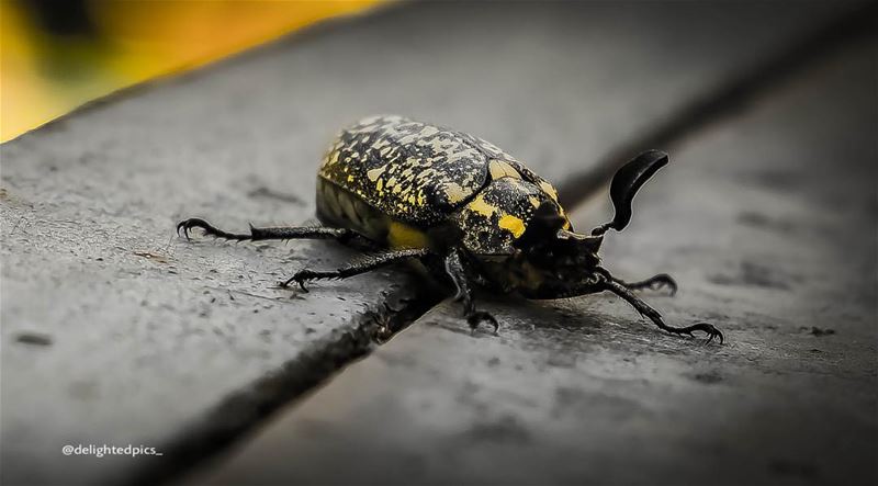  weird  creatures  yellow  black  nature  love  lebanon  zouk ...