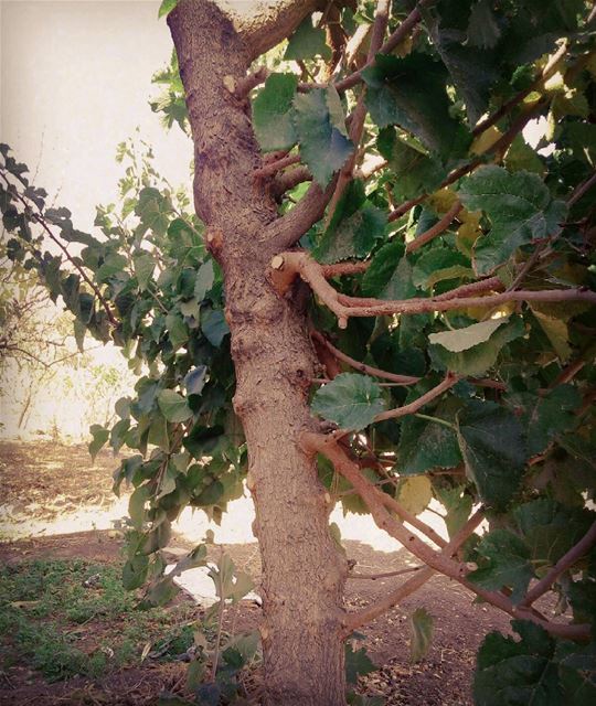 Weird tree.. weird  tree  nature  leaves  trees  instadaily ...
