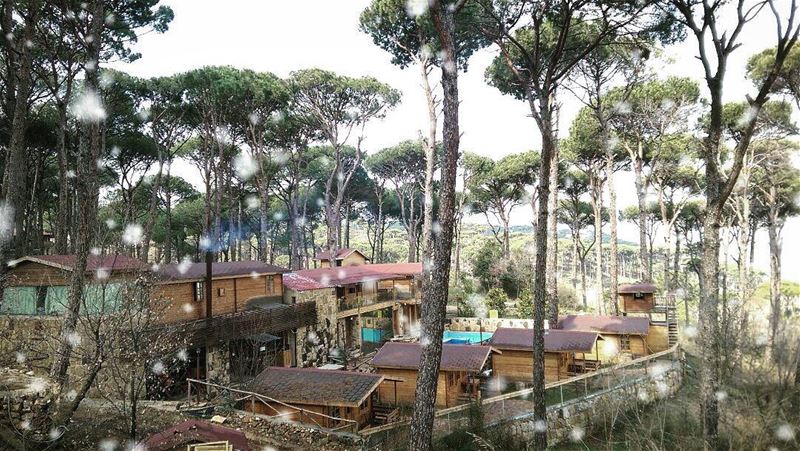 Welcome back snow 😍  nature land  camp  mountlebanon  snow  winter  pine ... (Natureland Bzebdin)