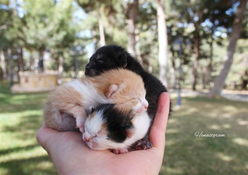 Welcome newborn kittens 😊مجموعة جديده  cat  livelovelife ...