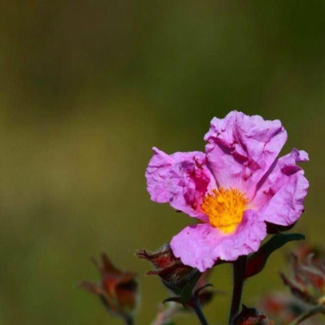 Welcome spring 🌸  spring lebanon photography flower canon 700D nature... (Arnaoon Village)