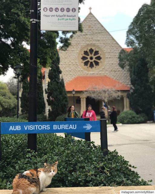 Welcome to AUB! ❤️ 🐈 @onlyfiliban📚🖊📝🏫🎓🇱🇧🇺🇸AUB (American... (American University of Beirut (AUB))