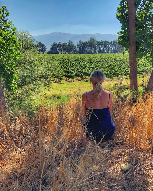 Welcome to the beautiful vineyards of Taanayel Bekaa 🍷 💚..The last... (Deïr Taanâyel, Béqaa, Lebanon)