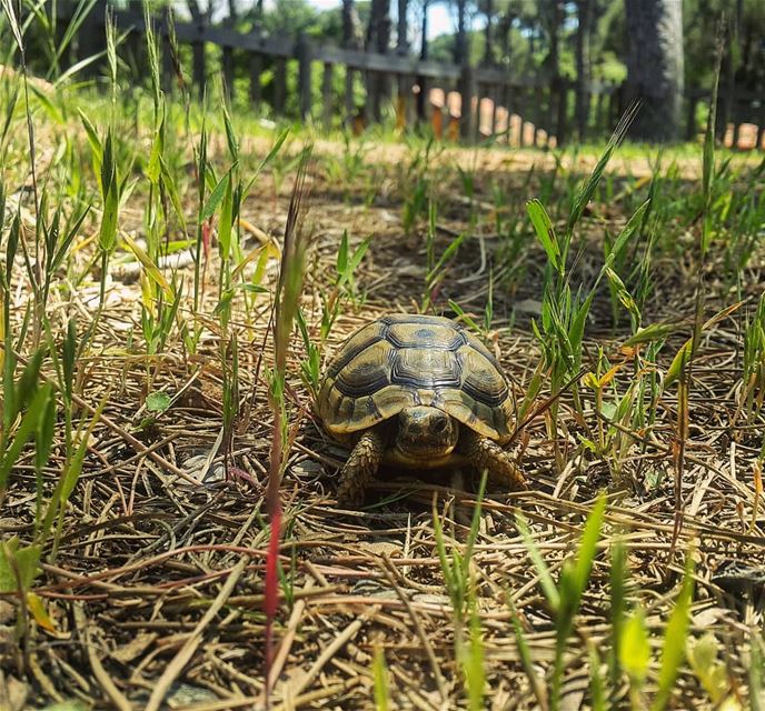 Welcoming a very special guest today to our resort 🐢😍 ⠀⠀⠀⠀⠀⠀⠀⠀⠀⠀⠀⠀⠀⠀⠀⠀⠀⠀⠀