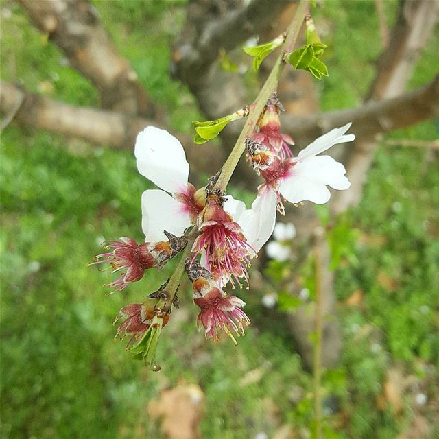  welcoming  spring  March  Lebanon  lebanoninapicture  insta_lebanon ... (Deïr Taanâyel, Béqaa, Lebanon)