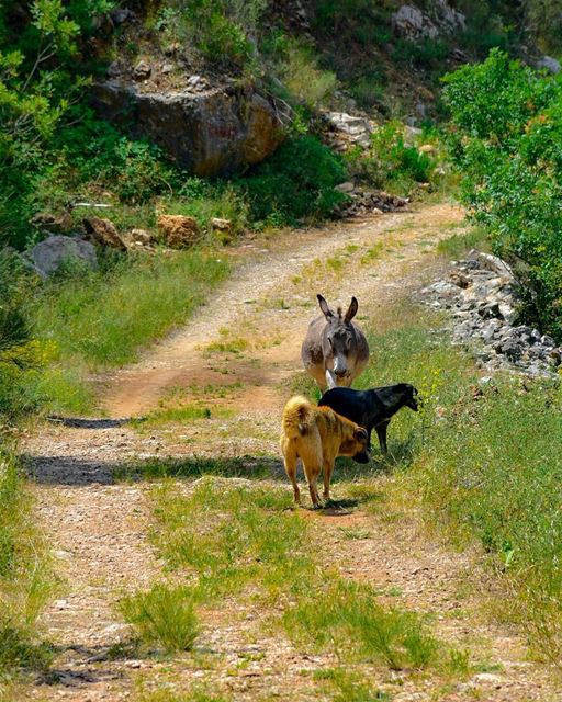 Well Hello Monday 😏... monday  weekendblues  jack  donkey ... (Kasrouane)