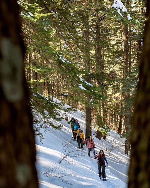 Went through this magical forest doing our 18 km hike ❄️ lebanon  barouk ... (Shouf Biosphere Reserve)