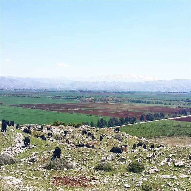 West Bekaa natural carpet 💚💙 ...