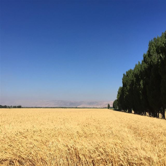 🌾West Bekaa 🌾 (West Bekaa)