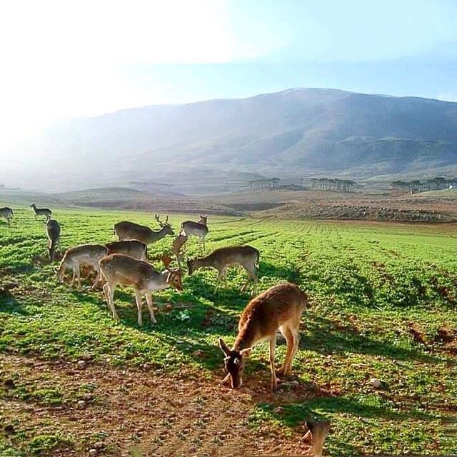  westbekaa mountainsoflebanon  agriculture  deer naturelover ...