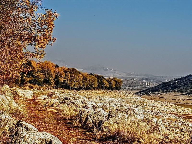  westbekaa  yellowing ... (West Bekaa)