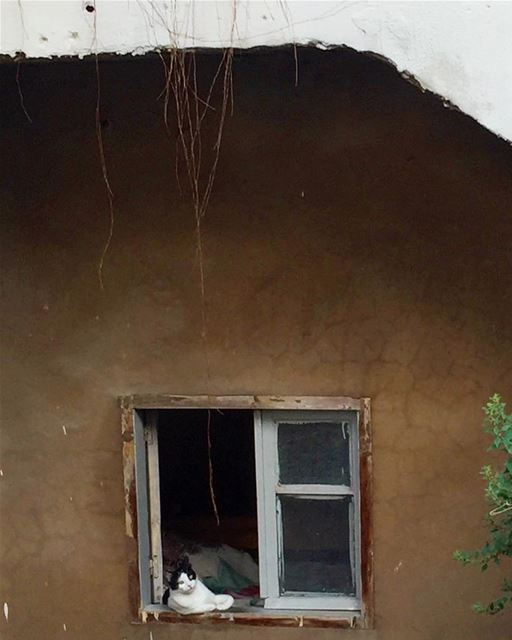 Whassup?😸........... picoftheday  photooftheday  cat  window ... (Geitawi)