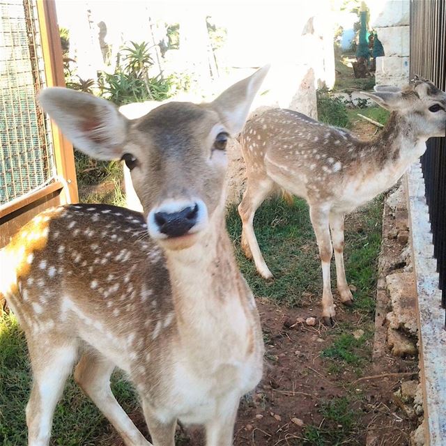 What a cute morning! TripoliLB   Tripoli  Lebanon  Lebanese  animals ...