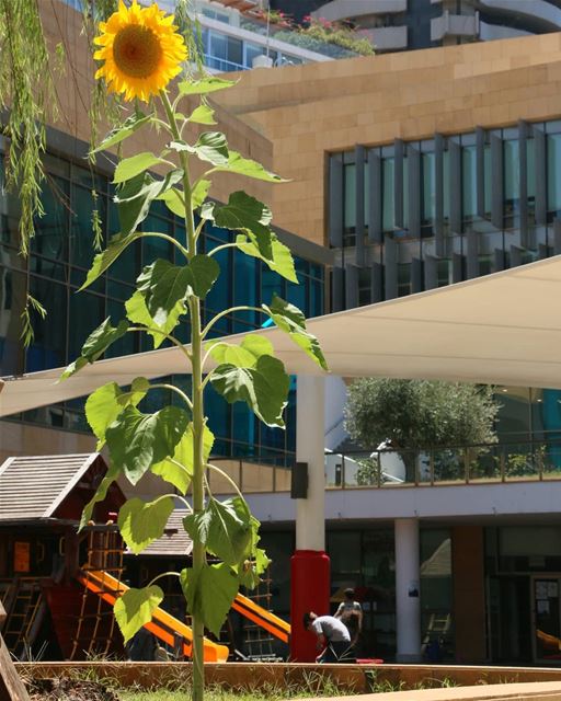 What a great encounter in the city! A beautiful sunflower rises towards... (International College - IC)