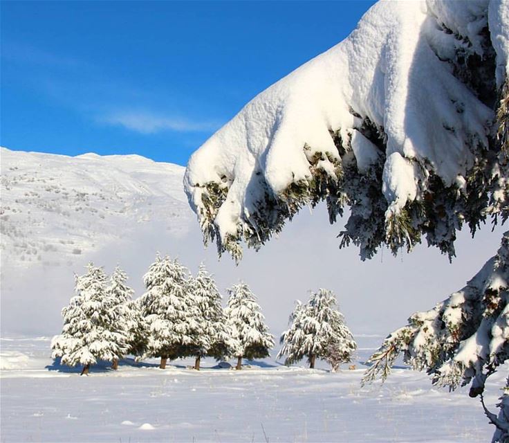 What a lovely scene to embrace your morning for the weekend 😍❄🌲❄😍... (Jabal Fâloûgha)