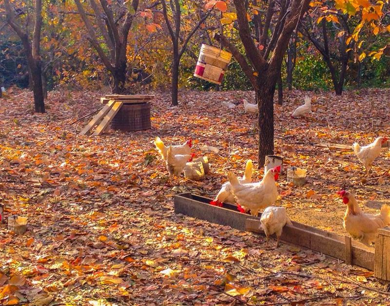 What came first the chicken or the egg? 🐓🐓 🤓 (Toûla, Liban-Nord, Lebanon)