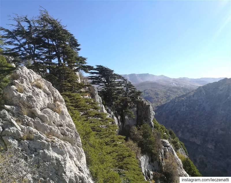 What else can describe the heart and soul than Nature?Craked, hollowed,... (Cedar Reserve Tannourine)
