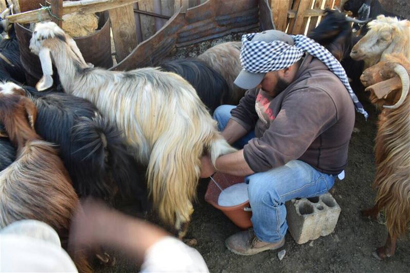 What is best more than a cup of fresh milk....... nature ... (West Bekaa)