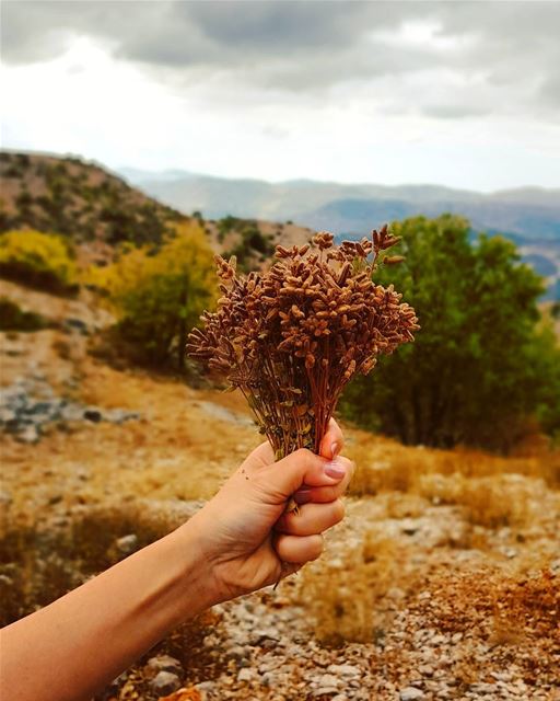  whatsuplebanon  eyesoflebanon  meetlebanon  lebanoninapicture  ... (Aïn Zhalta, Mont-Liban, Lebanon)