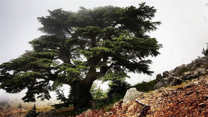  whatsuplebanon  eyesoflebanon  meetlebanon  lebanonpictures ... (Arz el Bâroûk)