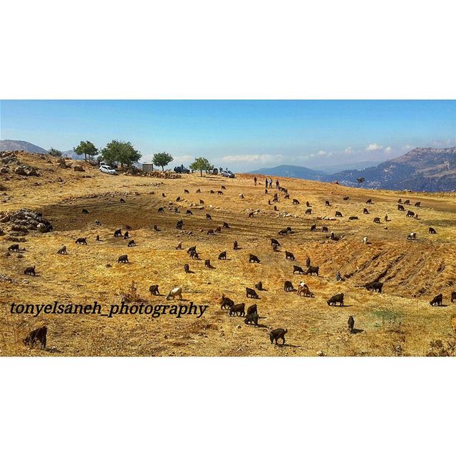  whatsuplebanon worthdoinglebanon insta_lebanon instalebanon instalebnen...