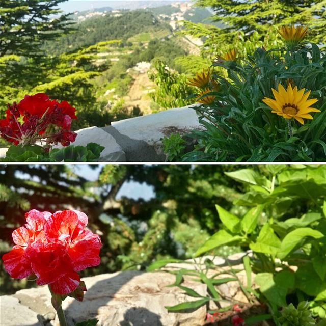  whatsuplebanon worthdoinglebanon insta_lebanon instalebanon instalebnen...