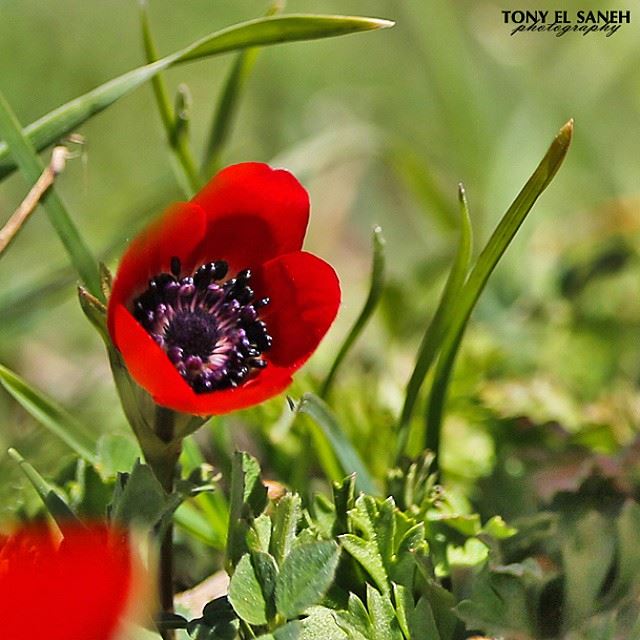  whatsuplebanon worthdoinglebanon insta_lebanon instalebanon instalebnen...