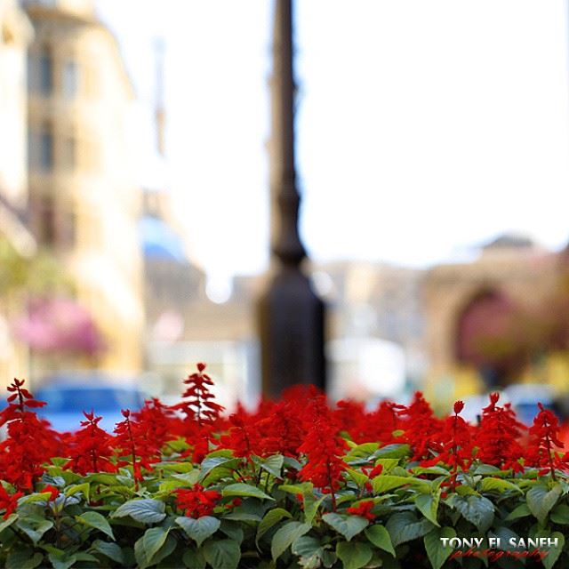  whatsuplebanon worthdoinglebanon insta_lebanon instalebanon instalebnen...
