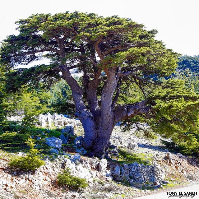  whatsuplebanon worthdoinglebanon insta_lebanon instalebanon instalebnen... (Arz Al Barouk)