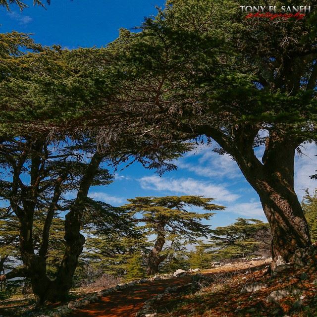  whatsuplebanon worthdoinglebanon insta_lebanon instalebanon instalebnen... (Barouk Cedar Forest)