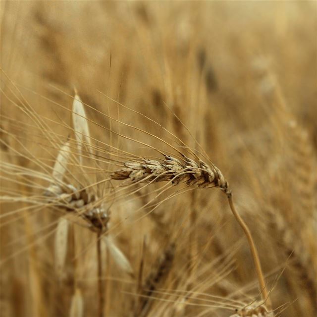 🌾... wheat   gold  field  akkar  lebanon  beino   beinovillage  ...