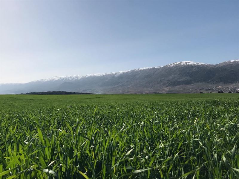 🏔Wheatgrass 🌱 It's beautiful in West Bekaa ☀️ (West Bekaa)