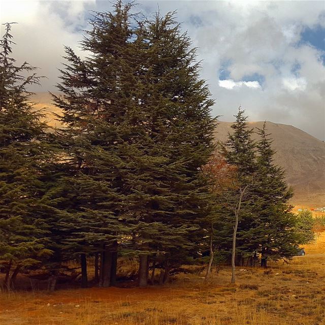 When a tree becomes a concept.  Lebanon  cedar  sky  clouds  liban  nature... (The Cedars of Lebanon)