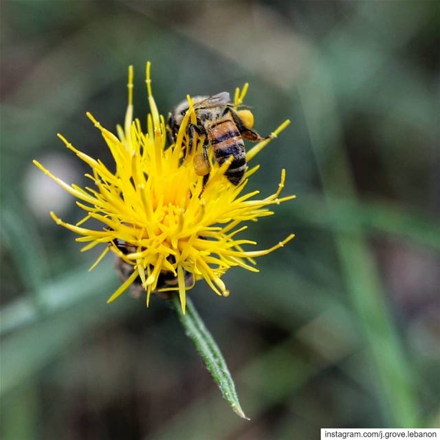 When a worker bee collects wild flower pollen, she stocks it in "pollen...