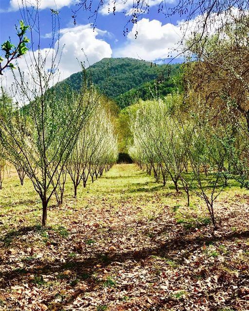 When an almond tree became covered with blossoms in the heart of winter,... (Akkar)