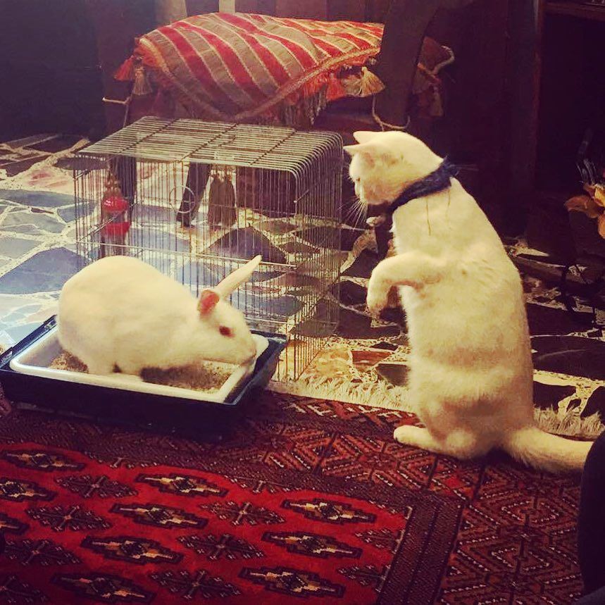When Bella meets chanyeol 😮 lebanon  batroun  homesweethome  bella  cat ... (Batroûn)