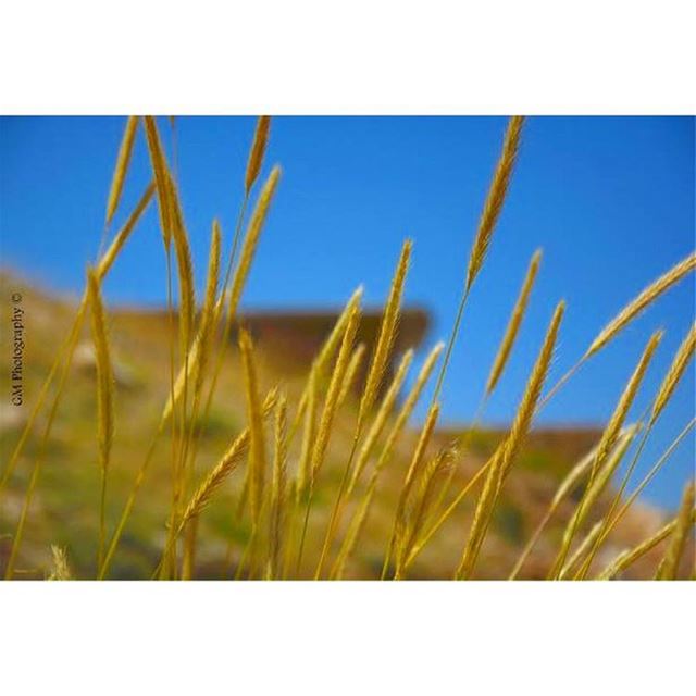 When blue and yellow get to meet virtually.  nature  naturalbeauty  beauty...