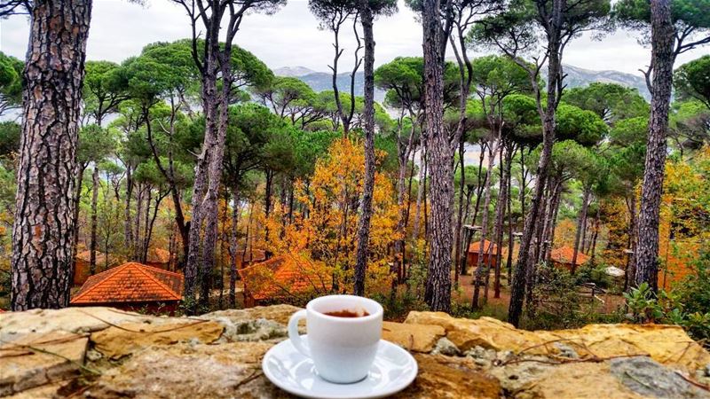 When coffee meets nature  coffee  coffeetime  coffees  coffeelover  coffee... (Bkâssîne, Al Janub, Lebanon)