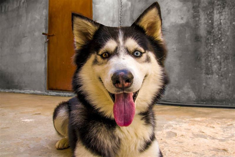 When Enzo really wants to go for a  hike so he gives you that irresistsble... (Aarbet Qouzhaïya, Liban-Nord, Lebanon)