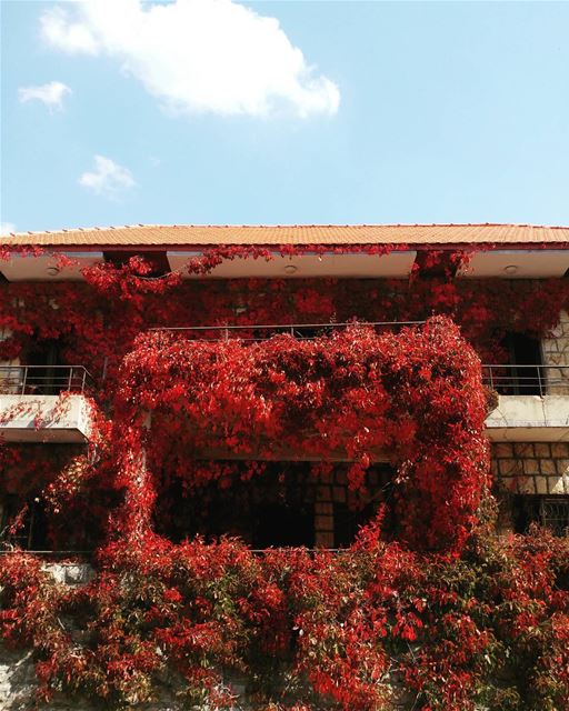 When fall takes over 🍁... (Bhamdoûn, Mont-Liban, Lebanon)