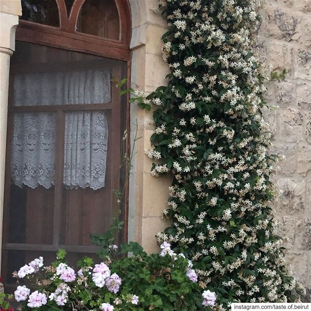 When flowers are everywhere, the soul is at peace.  flowersoﬁnstagram ... (Deïr El Qamar, Mont-Liban, Lebanon)