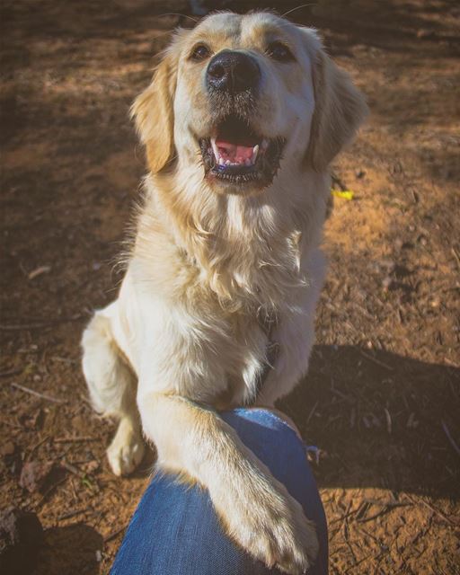 'when i needed a hand; i found ur paw...'''' photography ... (Baskinta, Lebanon)