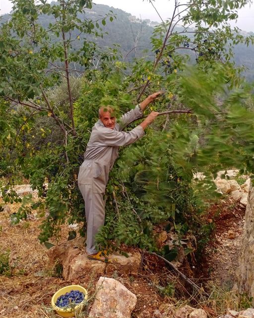 When I saw him picking his fruits (baby plums) I had to record this moment... (Dayr Al Qamar, Mont-Liban, Lebanon)