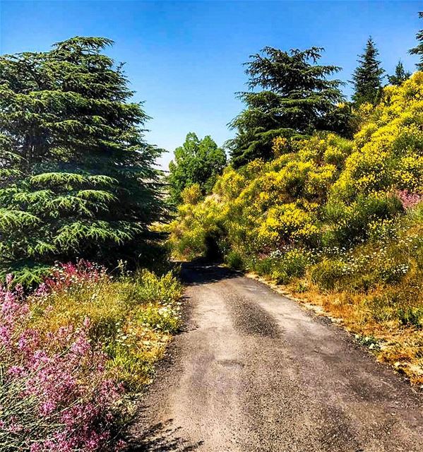 When in Arz el Chouf  chouf  choufcedarsreserve  mountainsoflebanon ... (Al Shouf Cedar Nature Reserve)