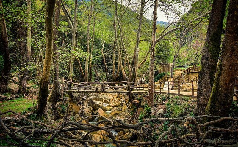 when in the Jungle  jungle  trees  lebanon  green  river  bridge  wood ... (Yahchouch)